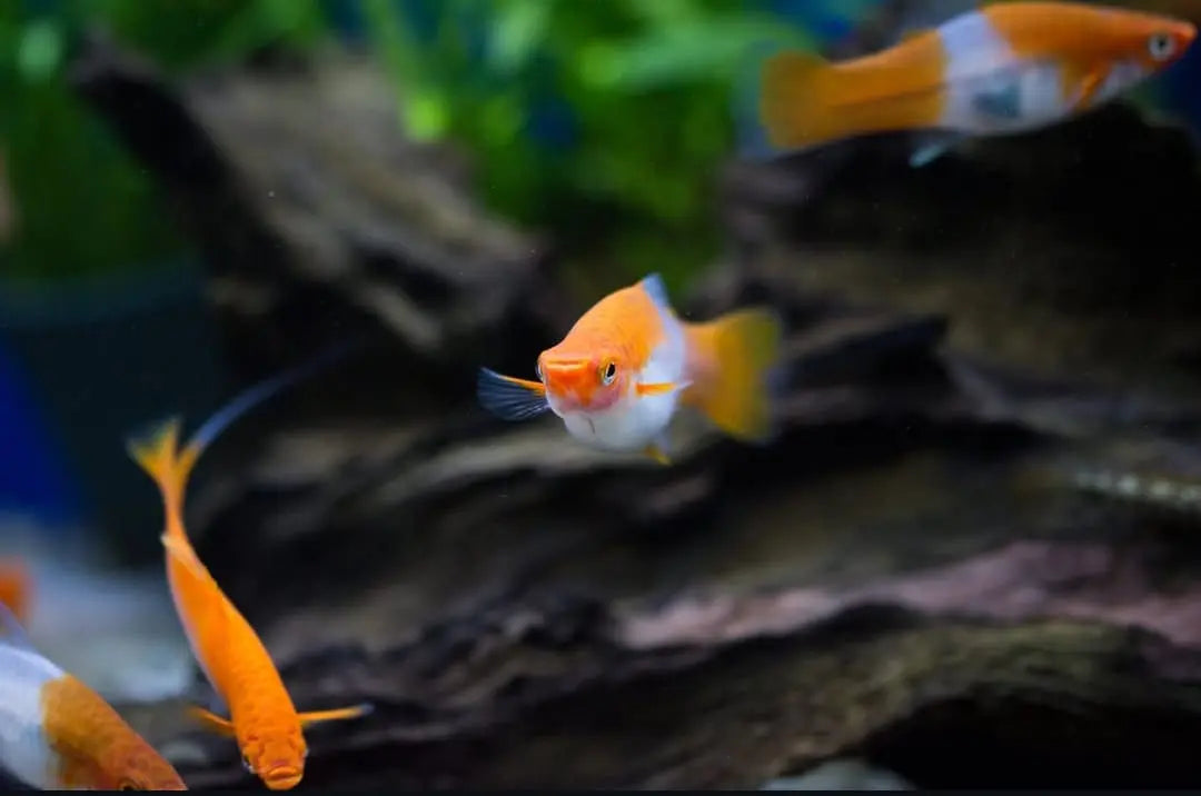 Schwertträger - Xiphophorus helleri „Koi Kohaku Wagtail“ AquaTimo