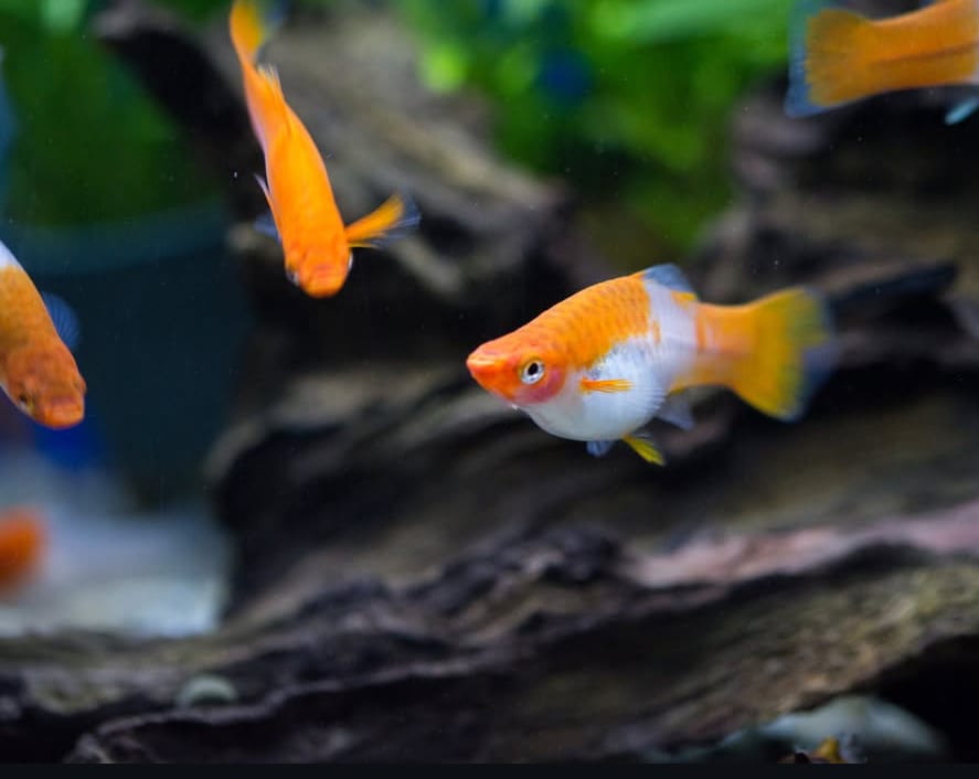 Schwertträger - Xiphophorus helleri „Koi Kohaku Wagtail“