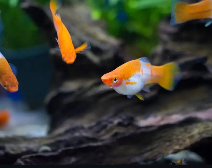 Schwertträger - Xiphophorus helleri „Koi Kohaku Wagtail“ AquaTimo