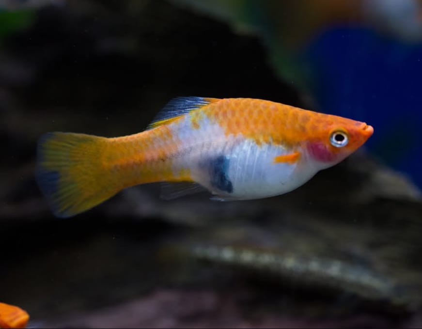 Schwertträger - Xiphophorus helleri „Koi Kohaku Wagtail“