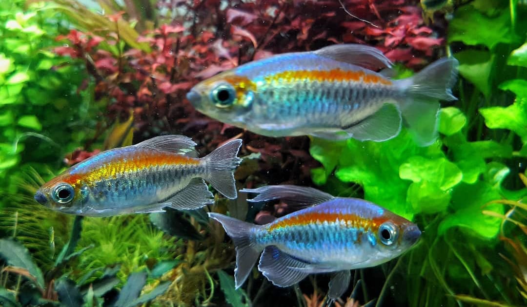 Phenacogrammus interruptus - Kongosalmler