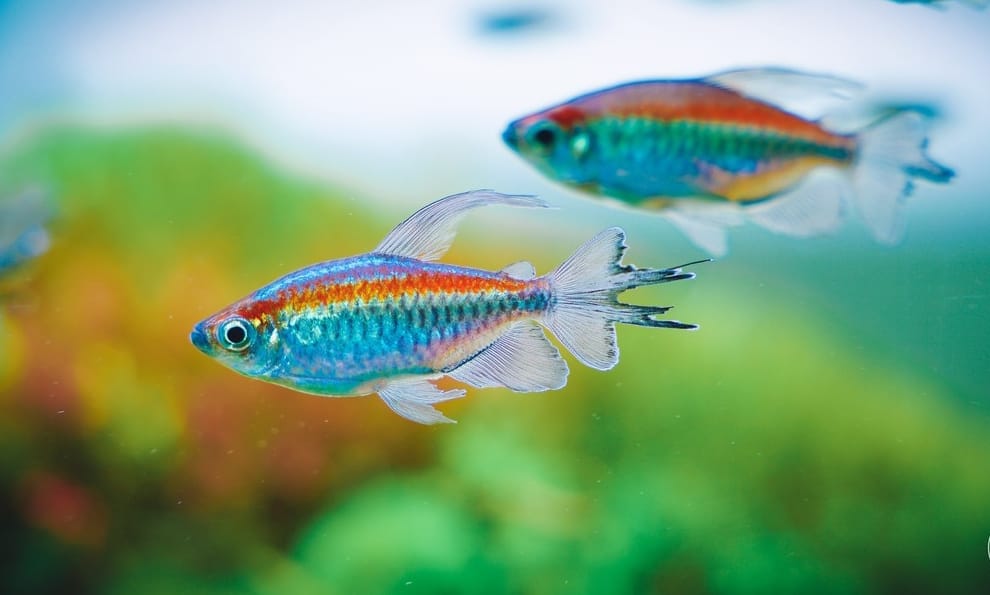 Phenacogrammus interruptus - Kongosalmler