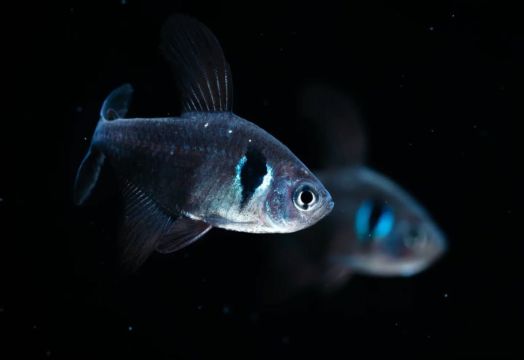 Hyphessobrycon megalopterus - Schwarzer Phantomsalmler