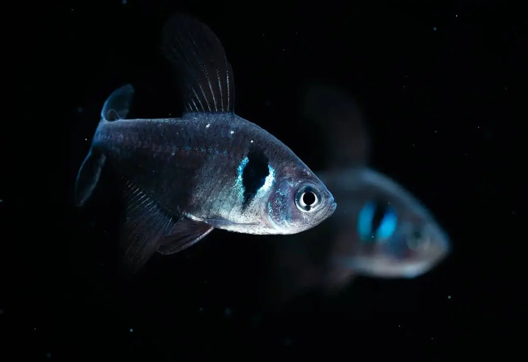 Hyphessobrycon megalopterus - Schwarzer Phantomsalmler AquaTimo