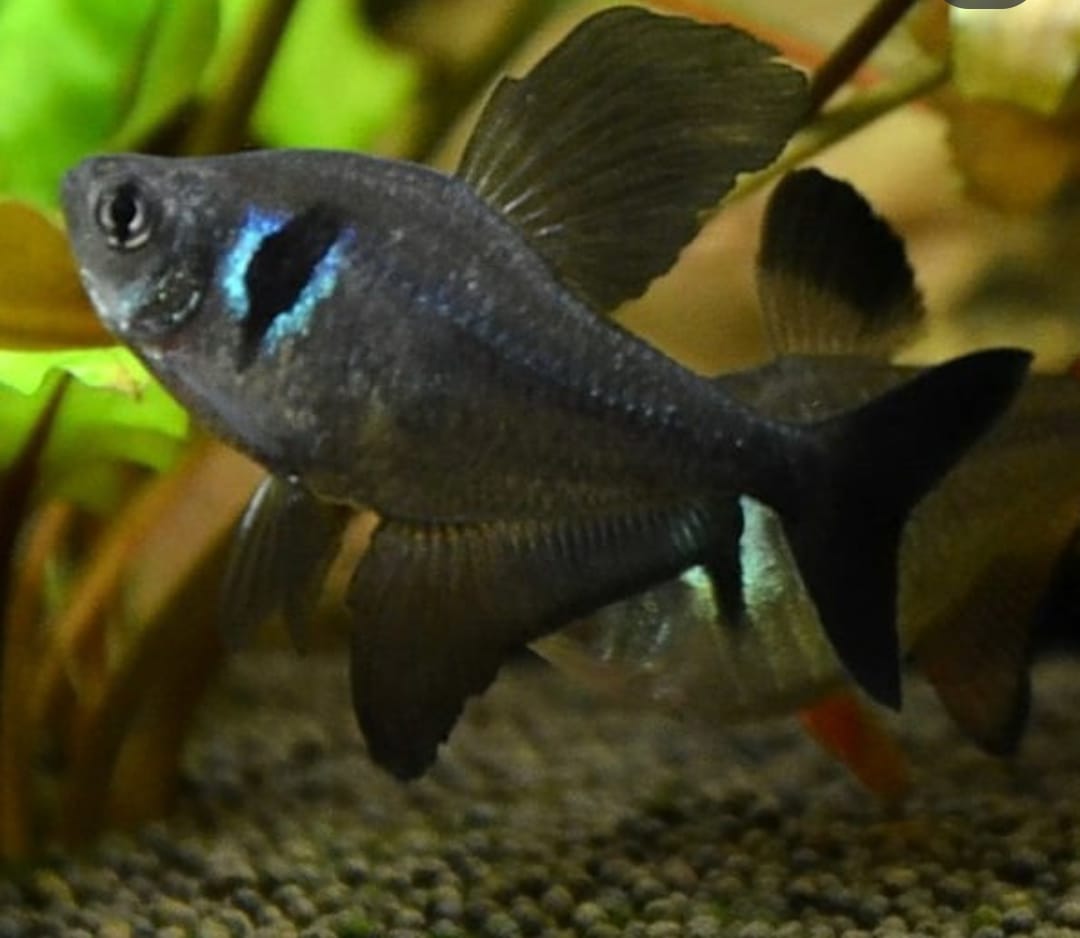 Hyphessobrycon megalopterus - Schwarzer Phantomsalmler