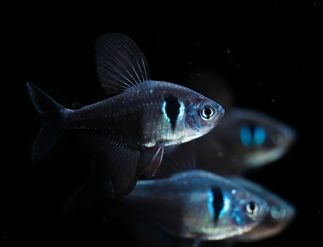 Hyphessobrycon megalopterus - Schwarzer Phantomsalmler