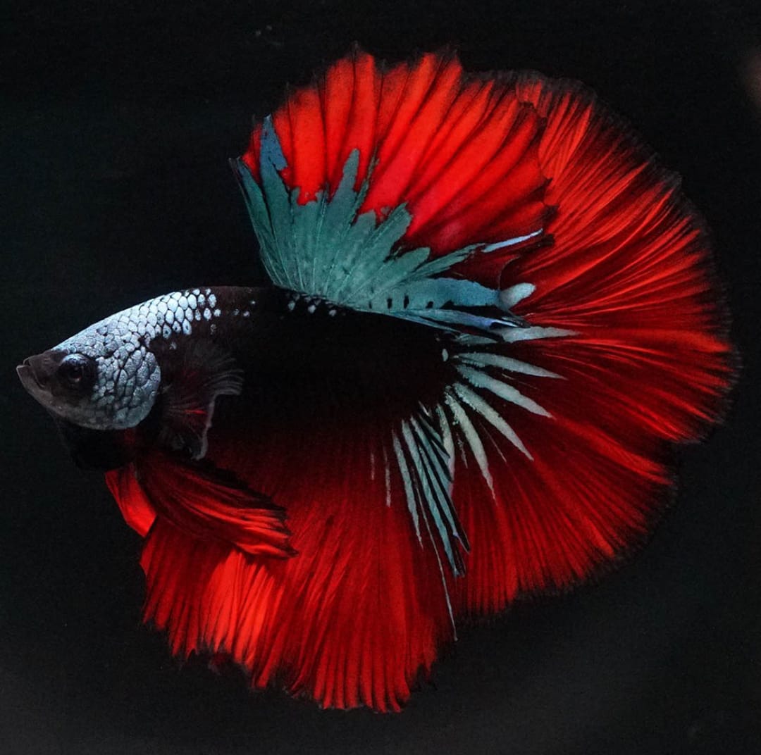 Betta splendens "Halfmoon Mix" – Eleganter Kampffisch