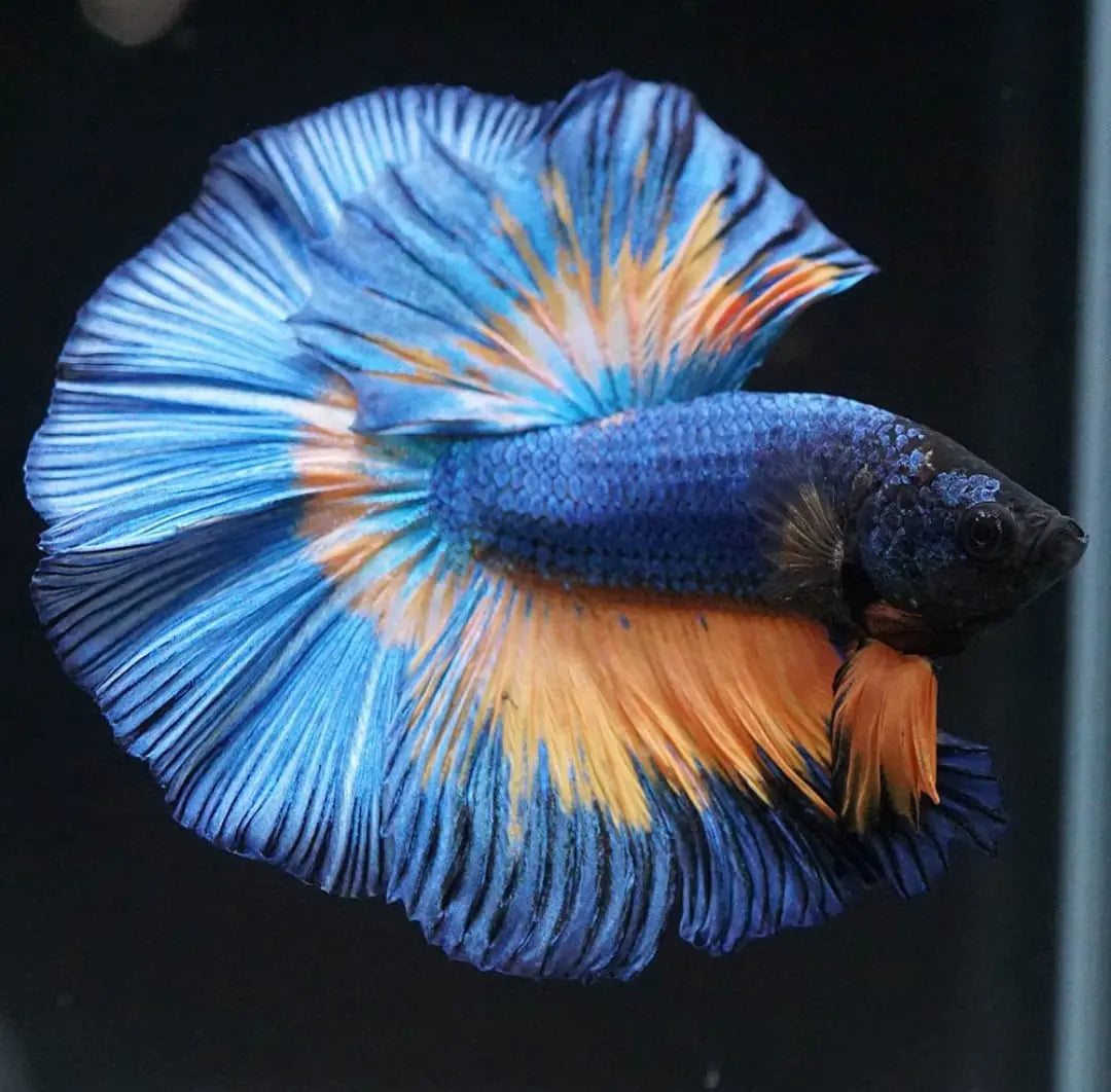 Betta splendens "Halfmoon Mix" – 💙❤️🧡💛 Eleganter Kampffisch AquaTimo