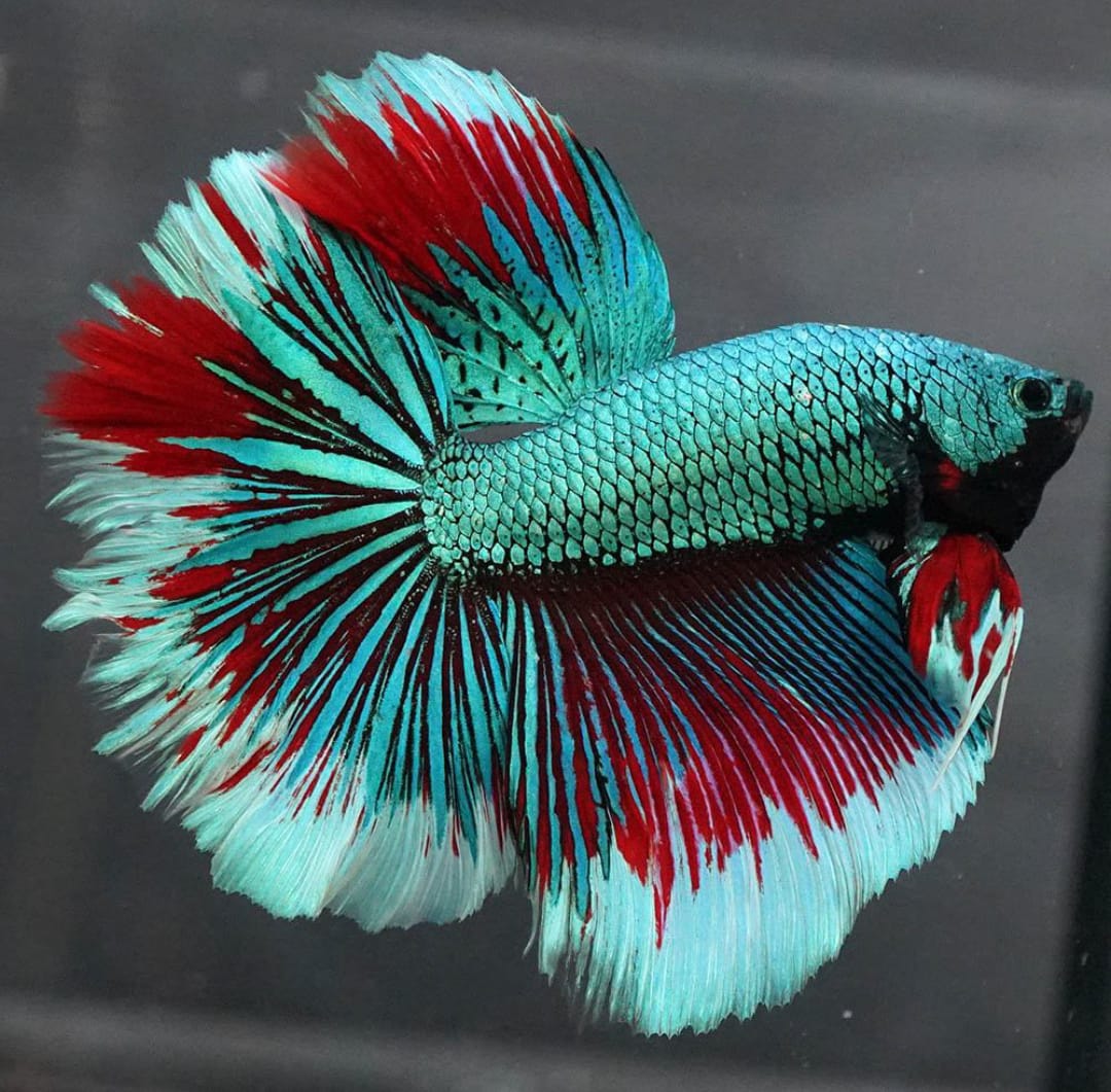 Betta splendens "Halfmoon Mix" – Eleganter Kampffisch