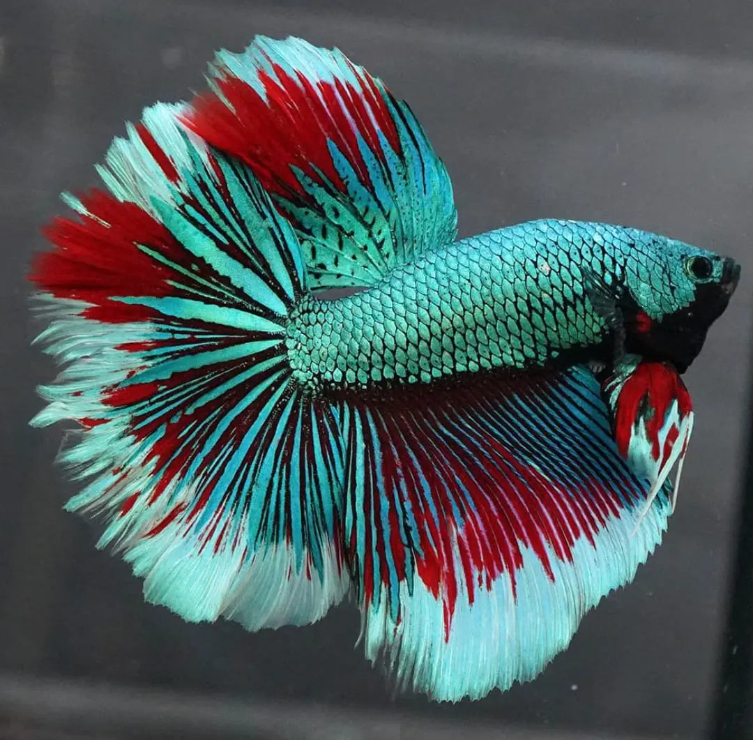 Betta splendens "Halfmoon Mix" – 💙❤️🧡💛 Eleganter Kampffisch AquaTimo