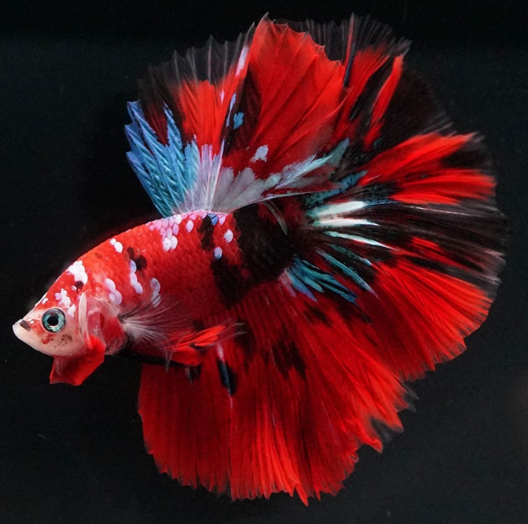 Betta splendens "Halfmoon Mix" – Eleganter Kampffisch