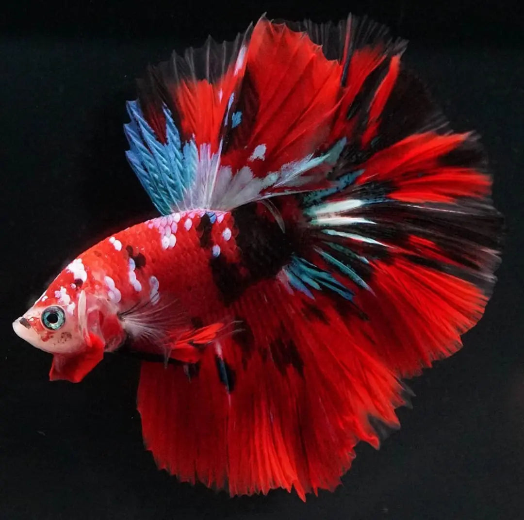 Betta splendens "Halfmoon Mix" – 💙❤️🧡💛 Eleganter Kampffisch AquaTimo
