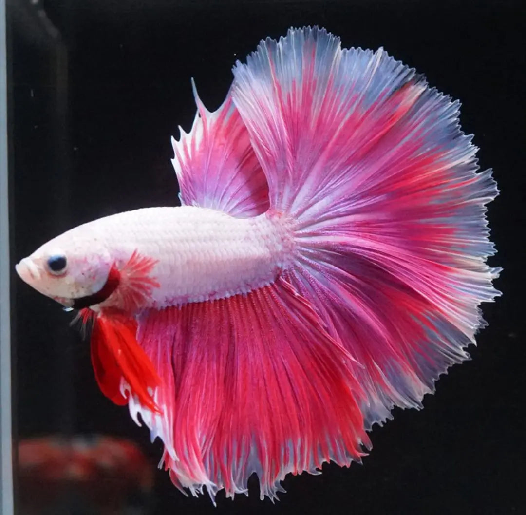 Betta splendens "Halfmoon Mix" – 💙❤️🧡💛 Eleganter Kampffisch AquaTimo