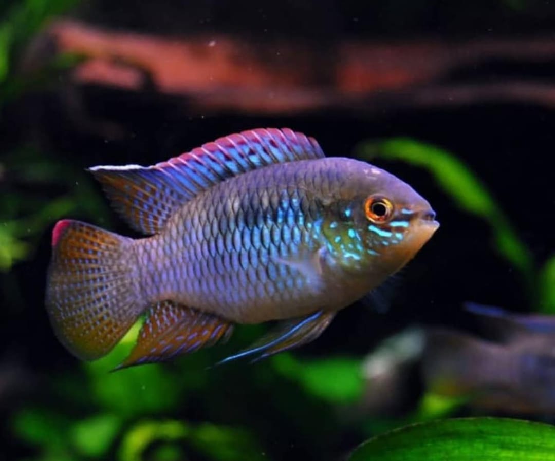 Laetacara curviceps – Der friedliche Zwergbuntbarsch mit Charakter