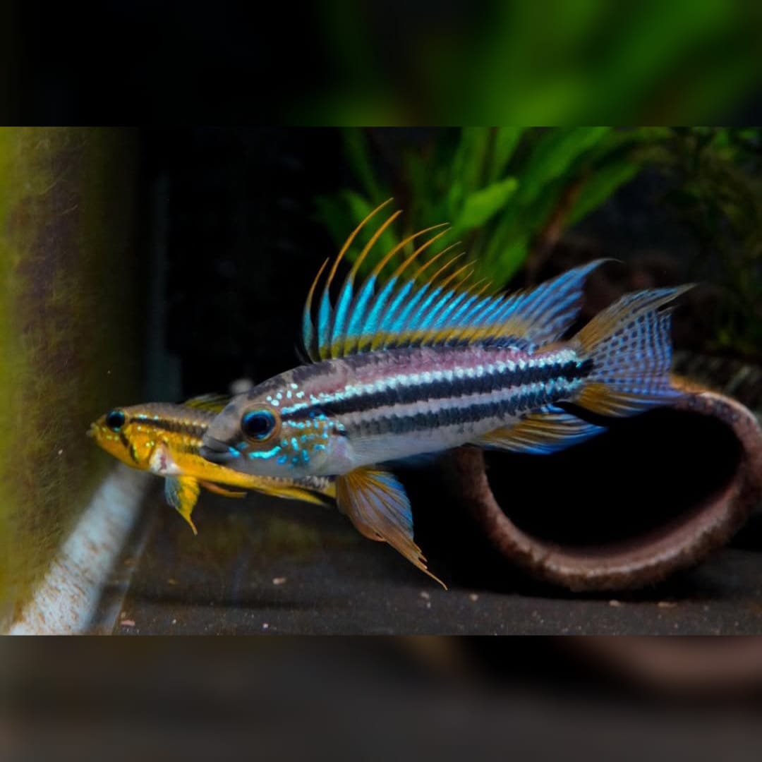 Apistogramma agassizii "Brazil" – Schönheit aus Südamerika