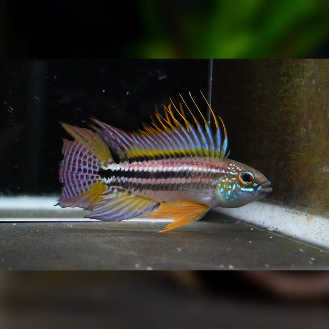 Apistogramma bitaeniata "Brazil" – Farbintensiver Zwergbuntbarsch aus dem Amazonas