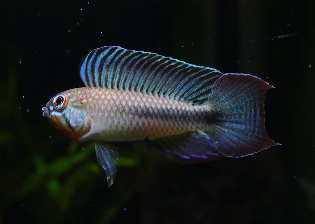 Apistogramma flabellicauda – Der seltene Fächer-Schwanz-Zwergbuntbarsch