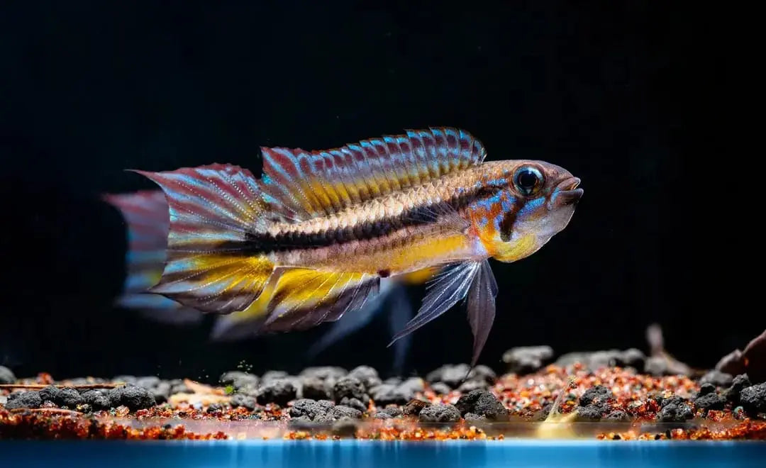 Apistogramma mendezi AquaTimo