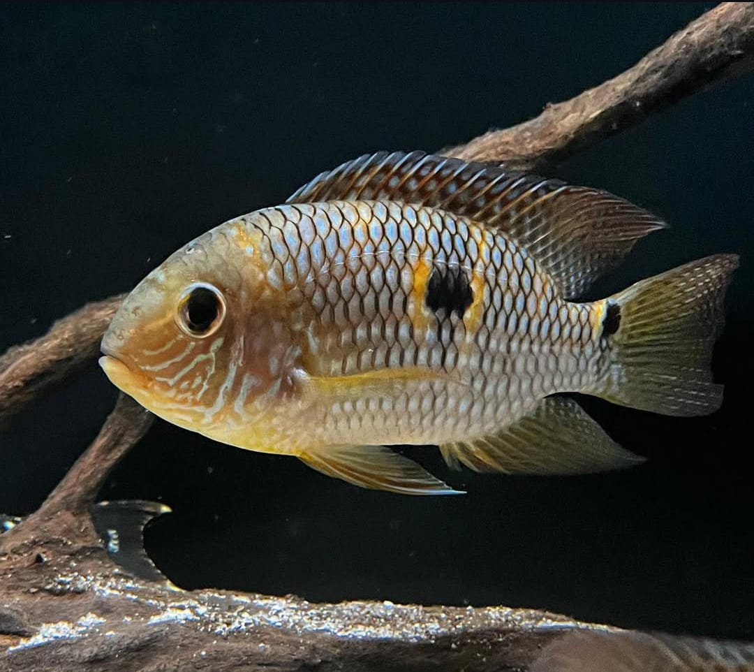 Aequidens (Laetacara) araguaiae - Tüpfelbuntbarsch