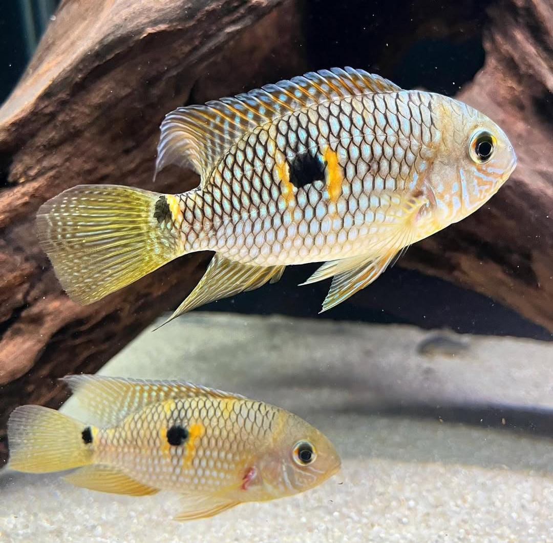 Aequidens (Laetacara) araguaiae - Tüpfelbuntbarsch