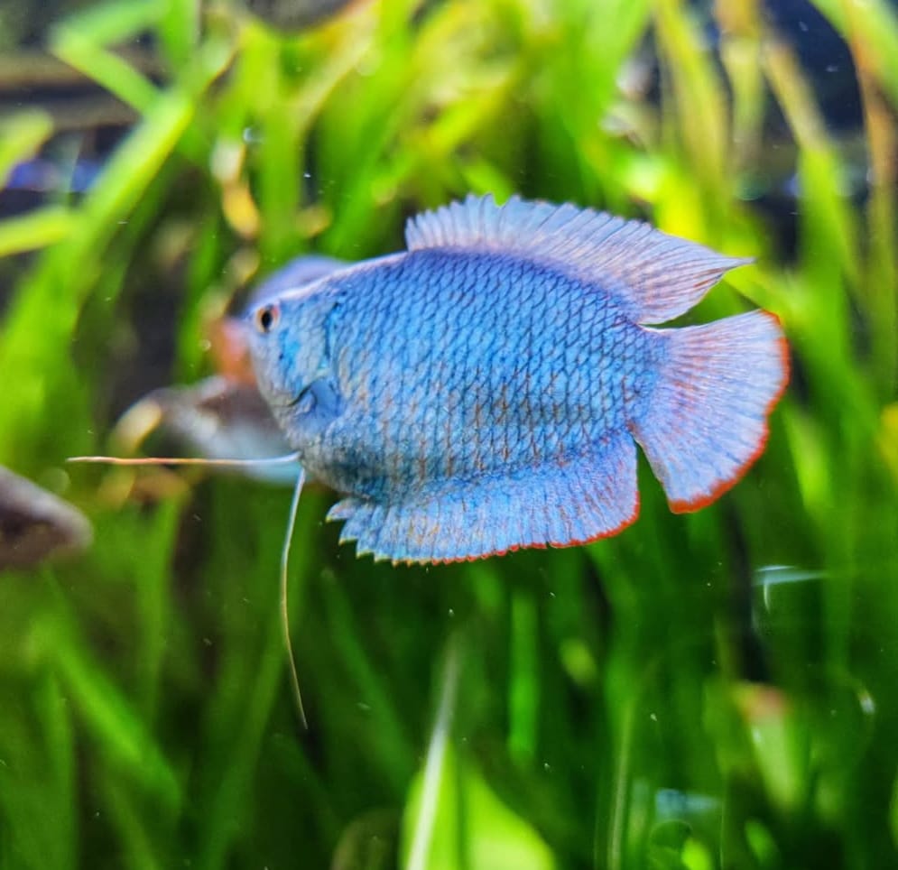 Colisa lalia "Cobalt" (Cobaltblauer Zwergfadenfisch) Fadenfisch