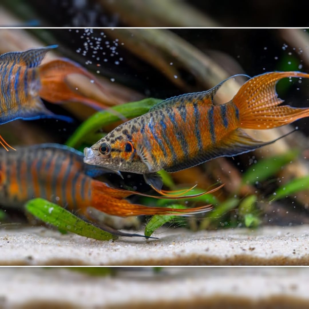 Macropodus opercularis (Paradiesfisch) Gurami