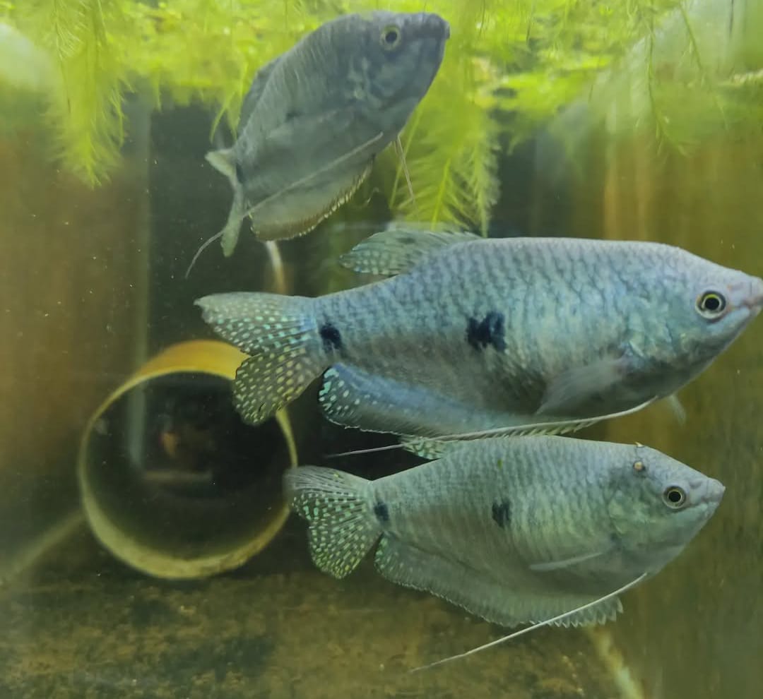 Trichogaster cosby (Cosby-Gourami / Mosaikfadenfisch) Fadenfisch