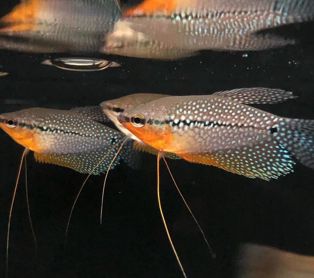 Trichogaster leeri – Der majestätische Mosaikfadenfisch 🐟✨