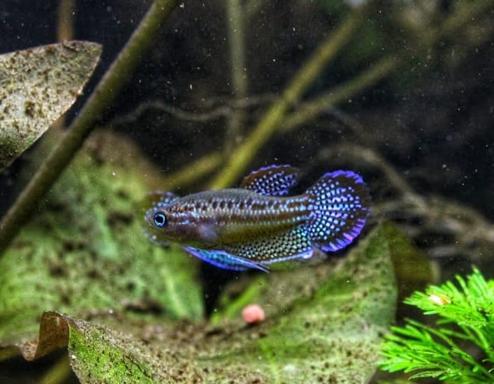 Trichopsis pumila (Knurrender Zwerggurami)