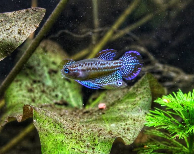 Trichopsis pumila (Knurrender Zwerggurami)