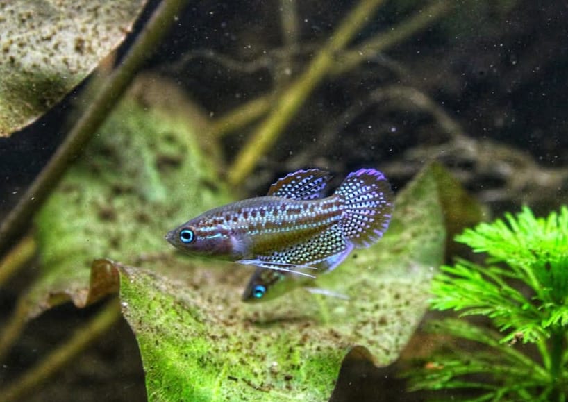 Trichopsis pumila (Knurrender Zwerggurami)