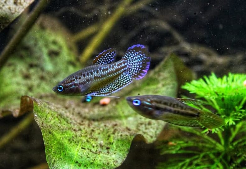 Trichopsis pumila (Knurrender Zwerggurami)