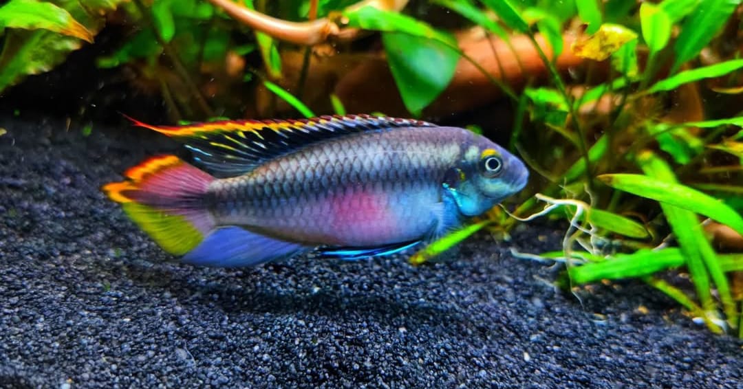 Pelvicachromis pulcher (Purpurchromis) - Purpurprachtbarsch