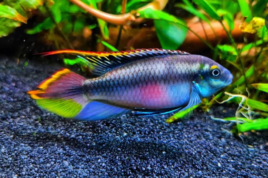 Pelvicachromis pulcher (Purpurchromis) - Purpurprachtbarsch