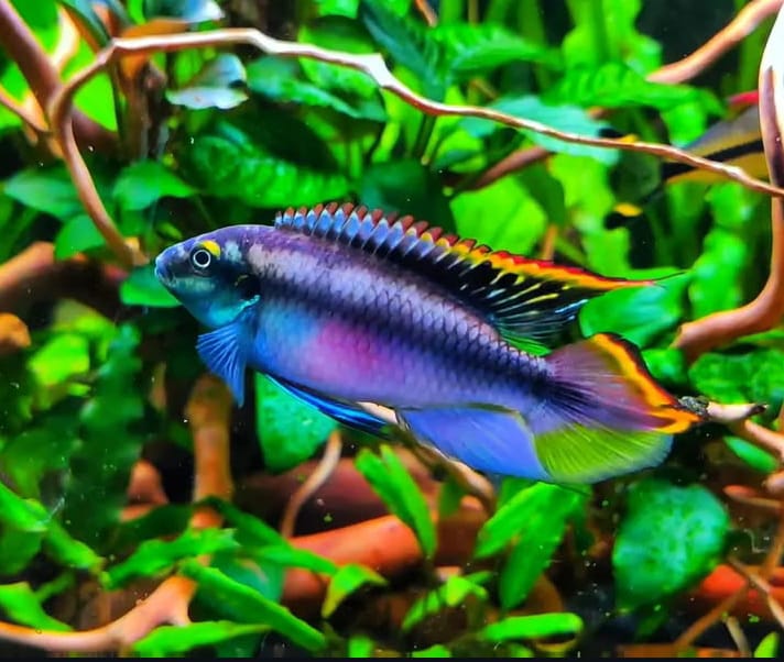 Pelvicachromis pulcher (Purpurchromis) - Purpurprachtbarsch