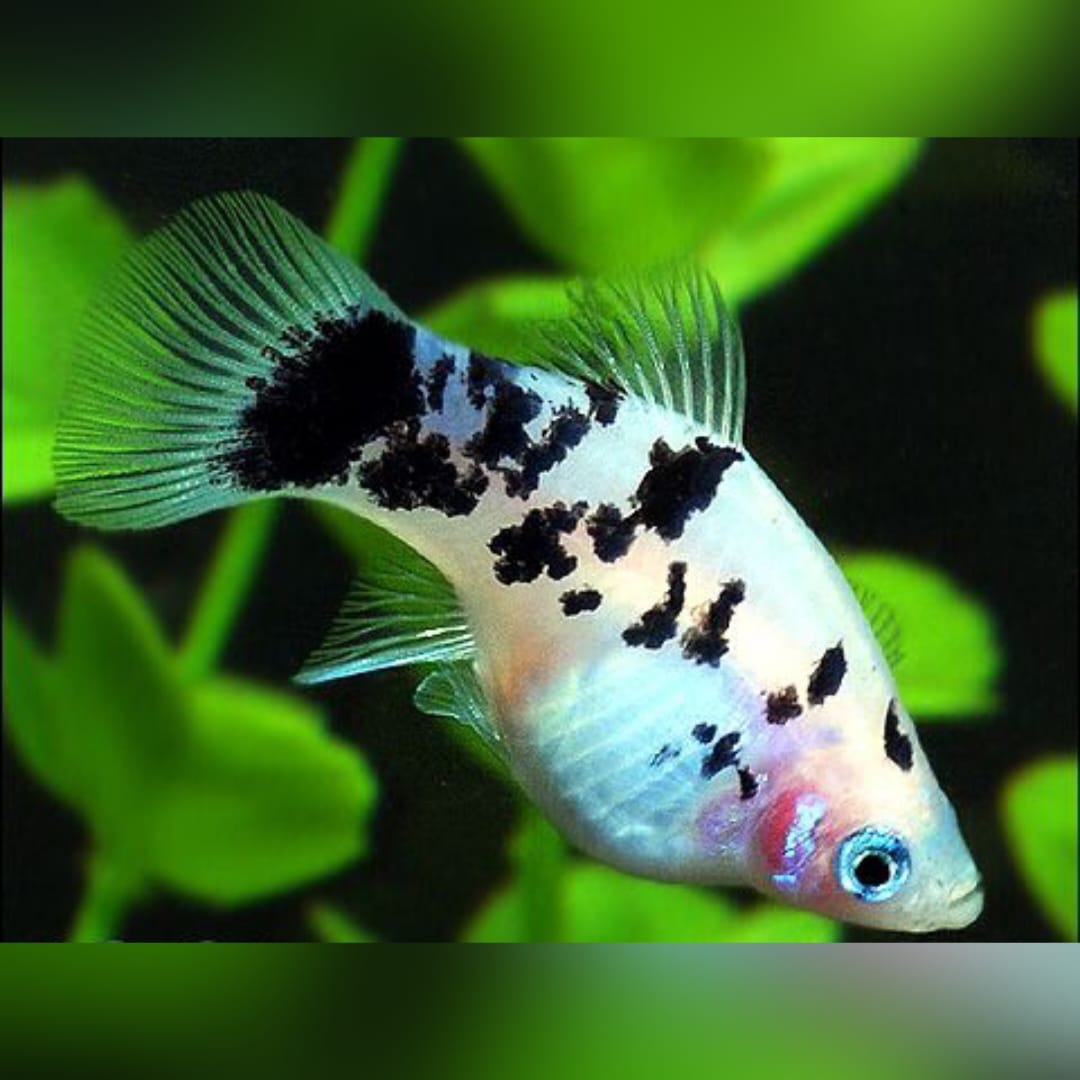 Platy Pfeffer und Salz Weiß – Elegante Kontraste für dein Aquarium