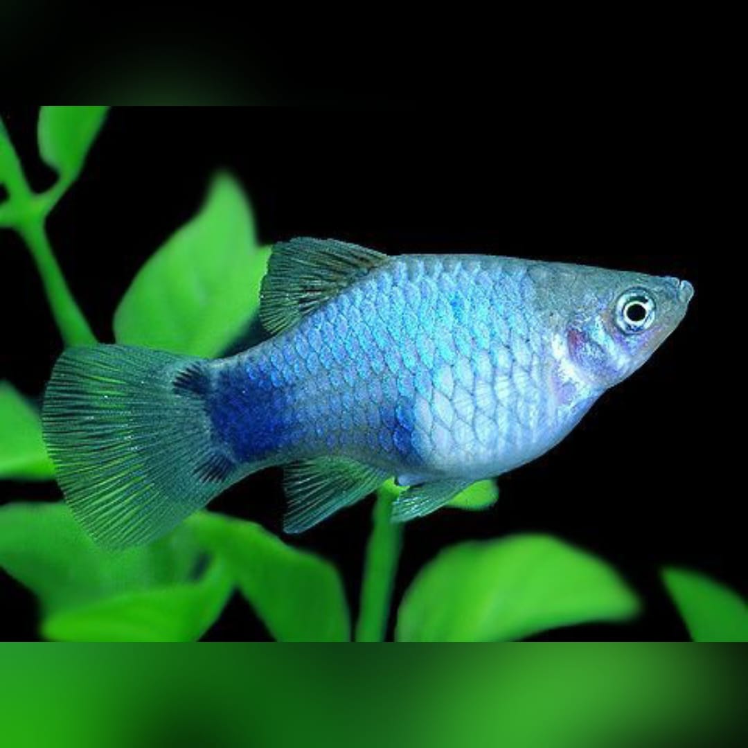 Platy Mickey Maus Blau – Der charmante Klassiker mit besonderem Muster