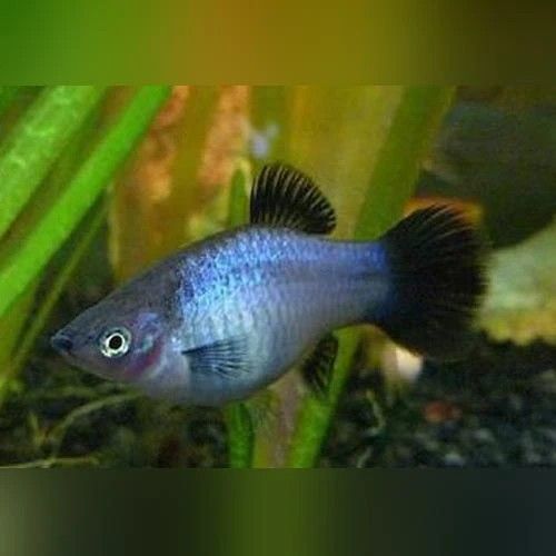 Platy Tuxedo Neon Blau – Stilvoller Glanz mit Kontrast-Effekt