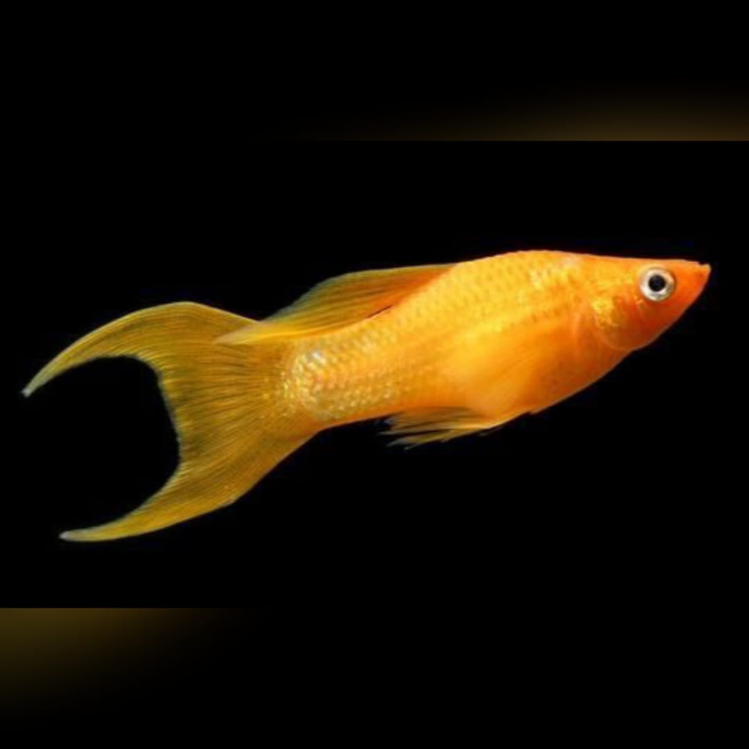 Molly Rot/Orange – Lebendige Farben und friedliches Wesen