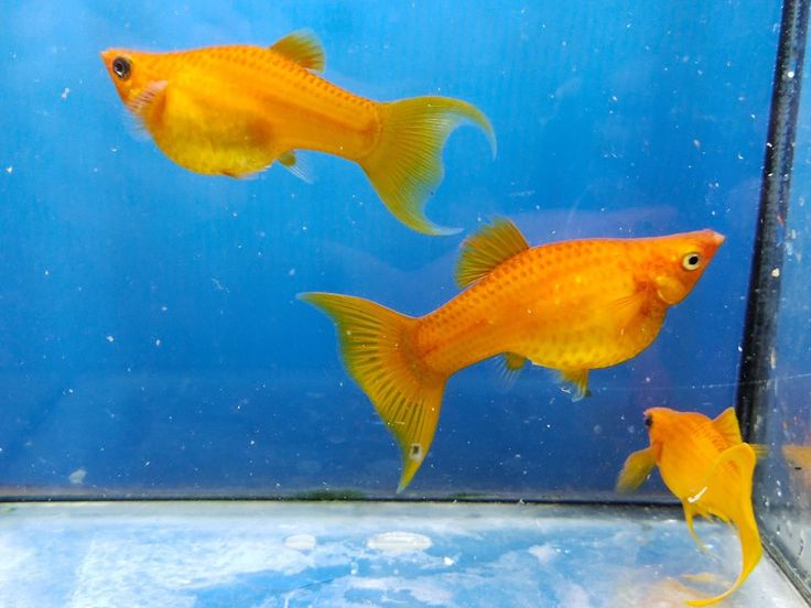 Molly Rot/Orange – Lebendige Farben und friedliches Wesen