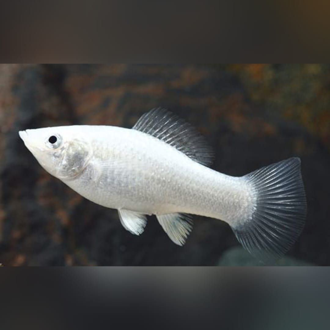 Molly Silbermolly – Eleganter Glanz für dein Aquarium