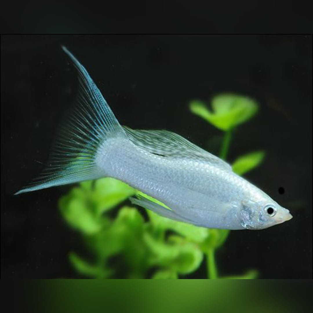 Molly Silbermolly – Eleganter Glanz für dein Aquarium
