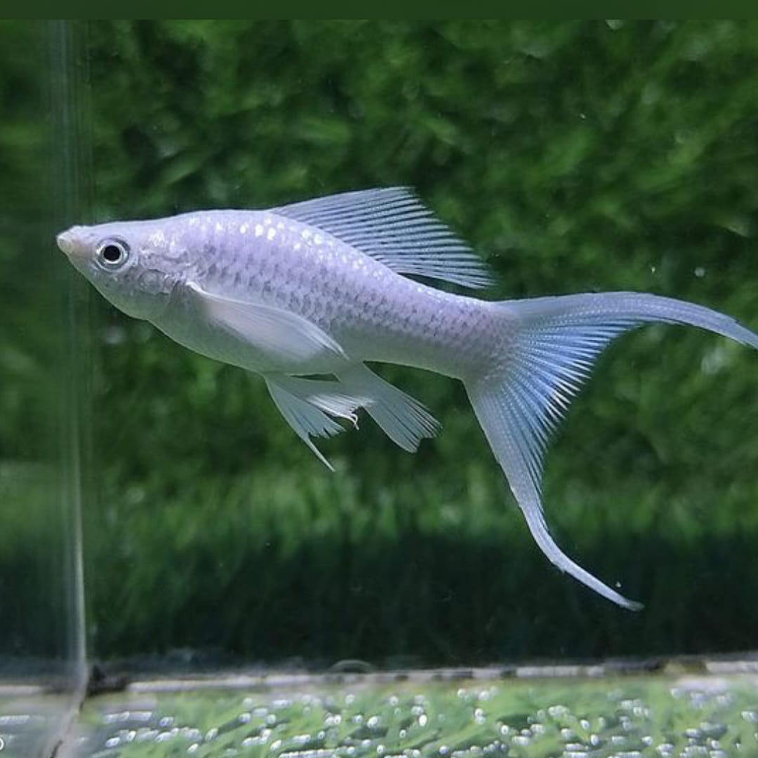 Molly Silbermolly – Eleganter Glanz für dein Aquarium