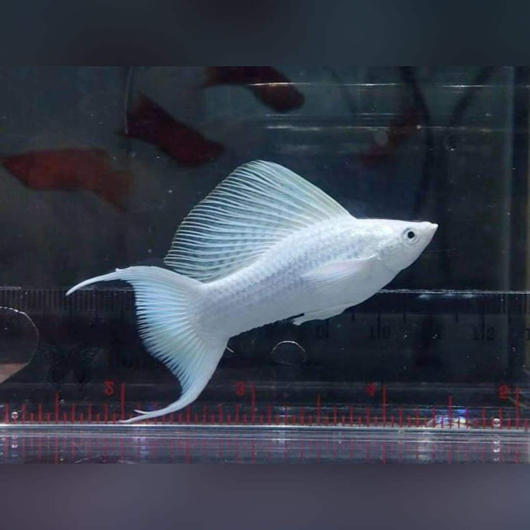 Molly Silbermolly – Eleganter Glanz für dein Aquarium