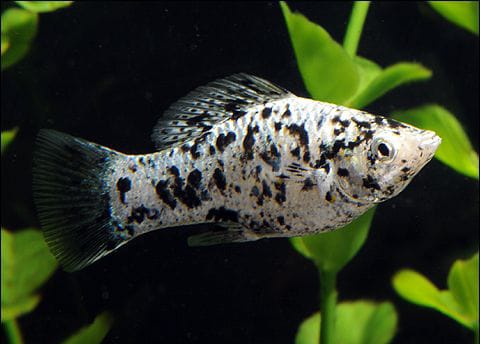 Molly Dalmatinermolly – Schwarz-weißes Farbspiel mit Charakter