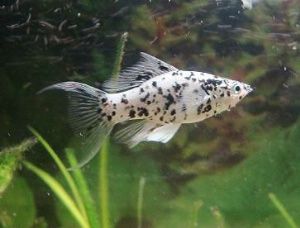 Molly Dalmatinermolly – Schwarz-weißes Farbspiel mit Charakter