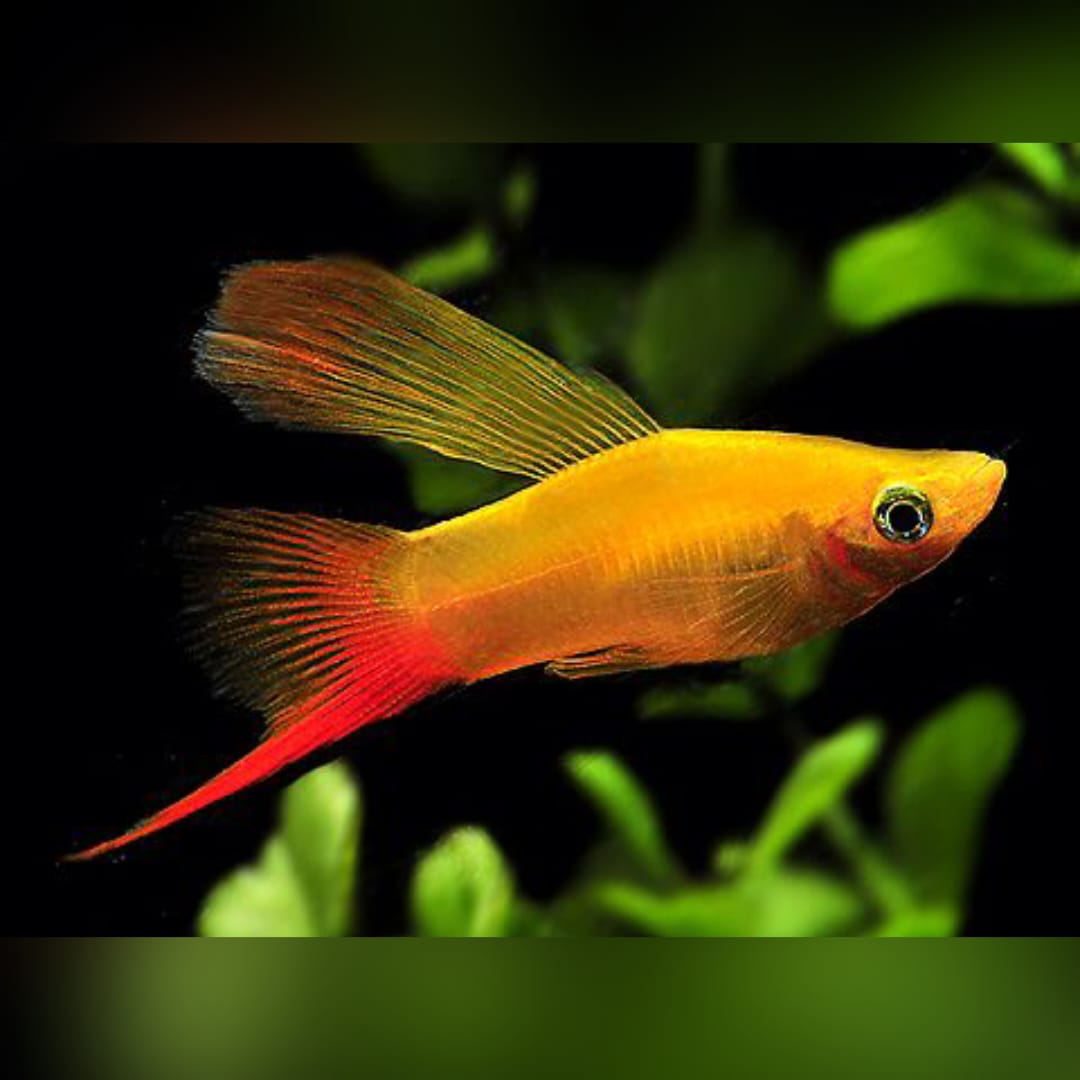 Schwertträger Gold – Strahlender Glanz für dein Aquarium