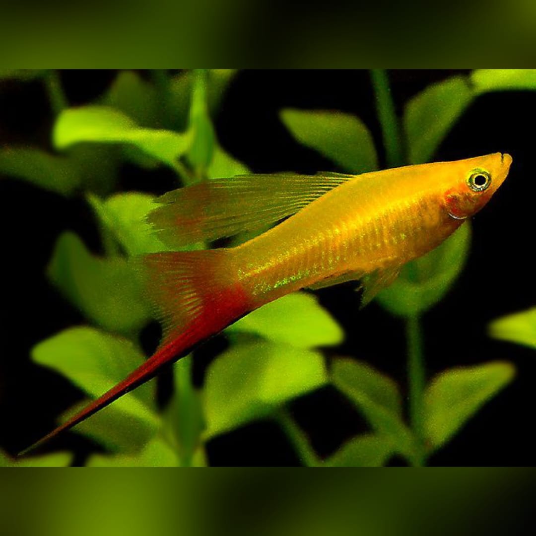 Schwertträger Gold – Strahlender Glanz für dein Aquarium