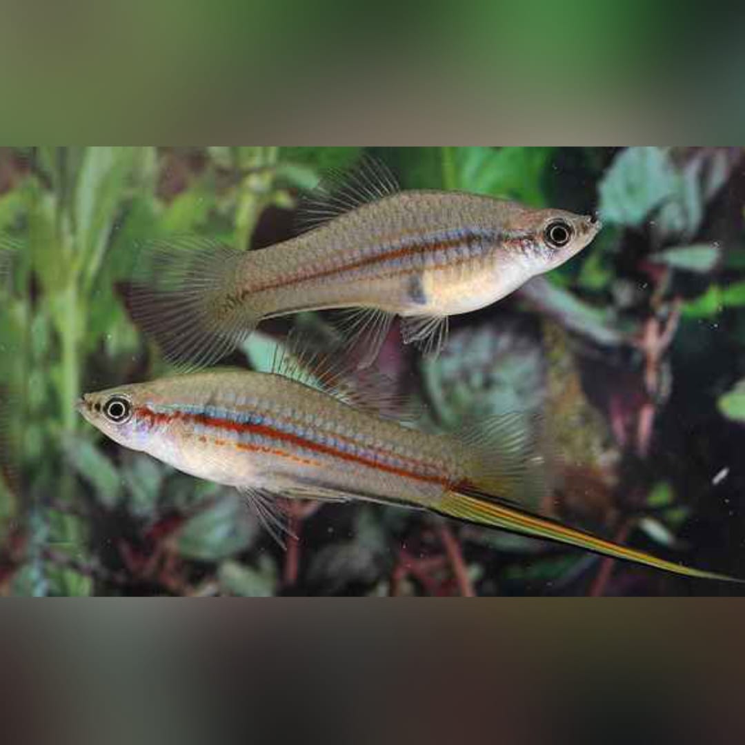 Schwertträger Grün – Seltene Farbvariante mit natürlicher Eleganz