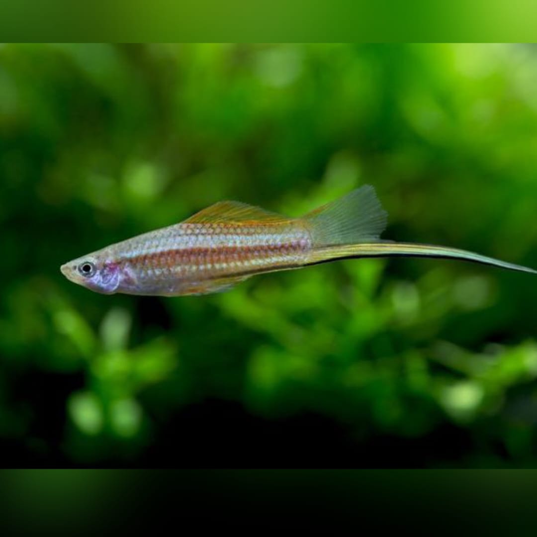 Schwertträger Grün – Seltene Farbvariante mit natürlicher Eleganz